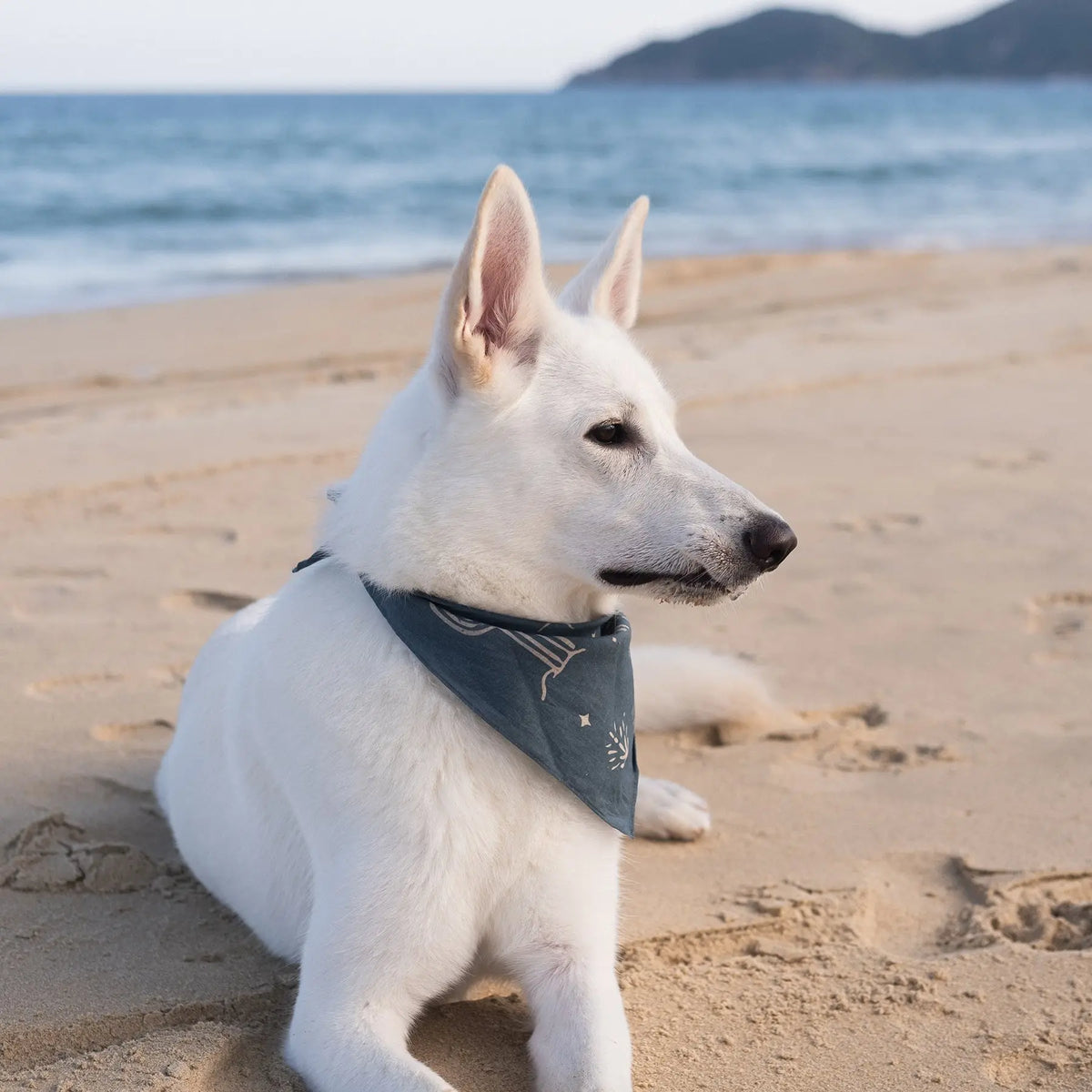 Bandana para cão Night Patrol Mezkui