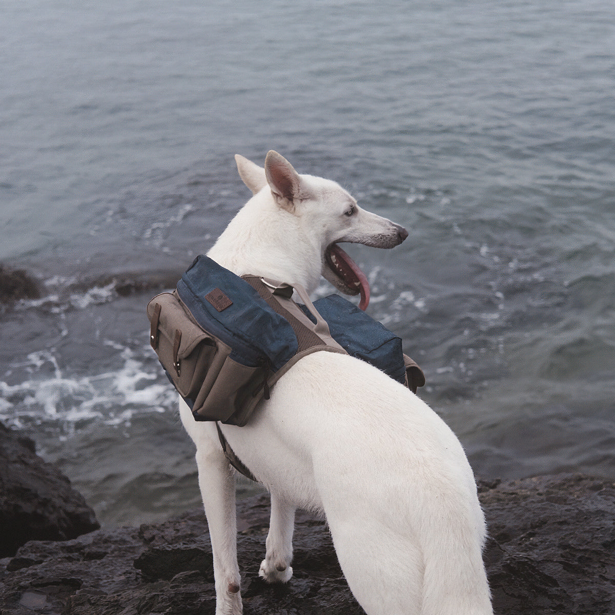 Cactus Creek Dog Adventure Backpack shown on an outdoor adventure dog.