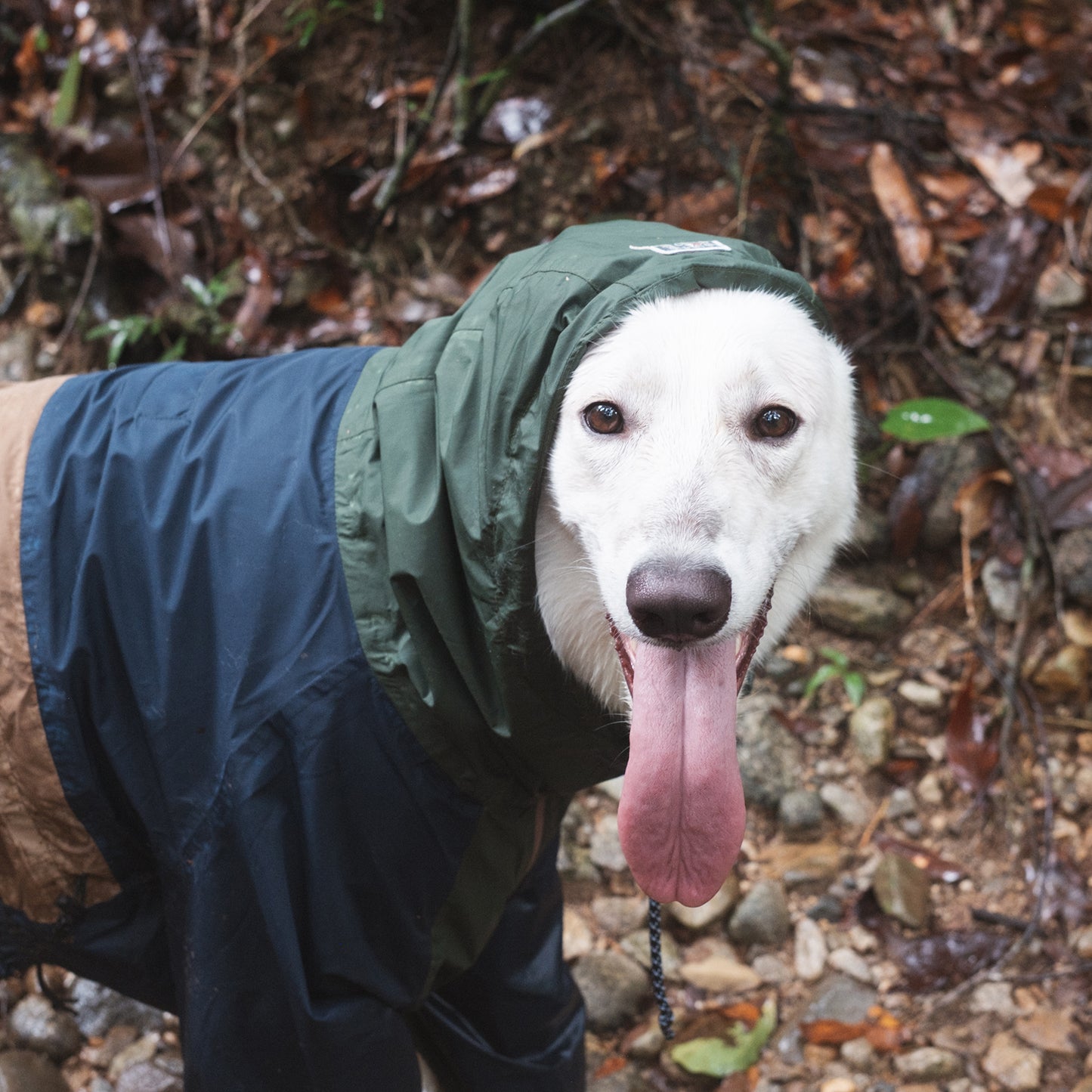 Baja Coastline Dog Rain Jacket Mezkui