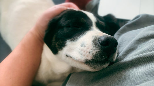 While I was writing this blog, a cozy moment unfolded as my foster pup decided to take a break and snuggle up.