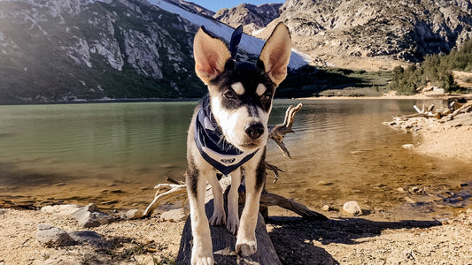 Ruff Road Music: Vol.5 Sunshine in the Winter Wonderland