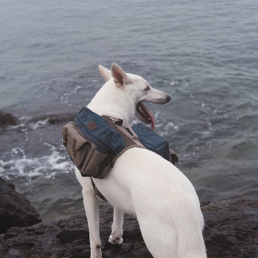 Mochila de aventura para cão Cactus Creek num cão aventureiro ao ar livre.