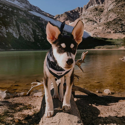 Cachorro aventureiro com uma elegante bandana de exterior, em cima de uma rocha junto a um lago alpino pitoresco. O equipamento de viagem ideal para cães ativos que exploram a natureza.