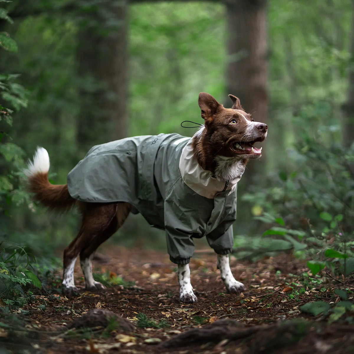 A brown-and-white dog wearing the green Midnight Forest Dog Jacket on a wooded trail.