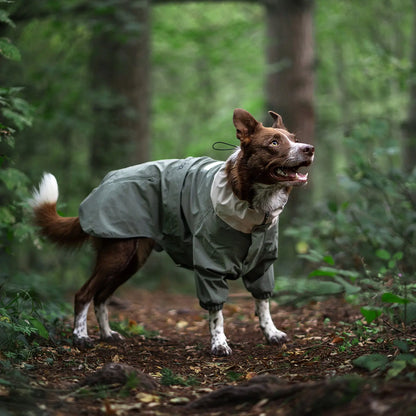 A brown and white adventure dog wearing a full-body waterproof rain jacket while hiking through a lush green forest. The perfect dog raincoat for outdoor exploration and trail protection.