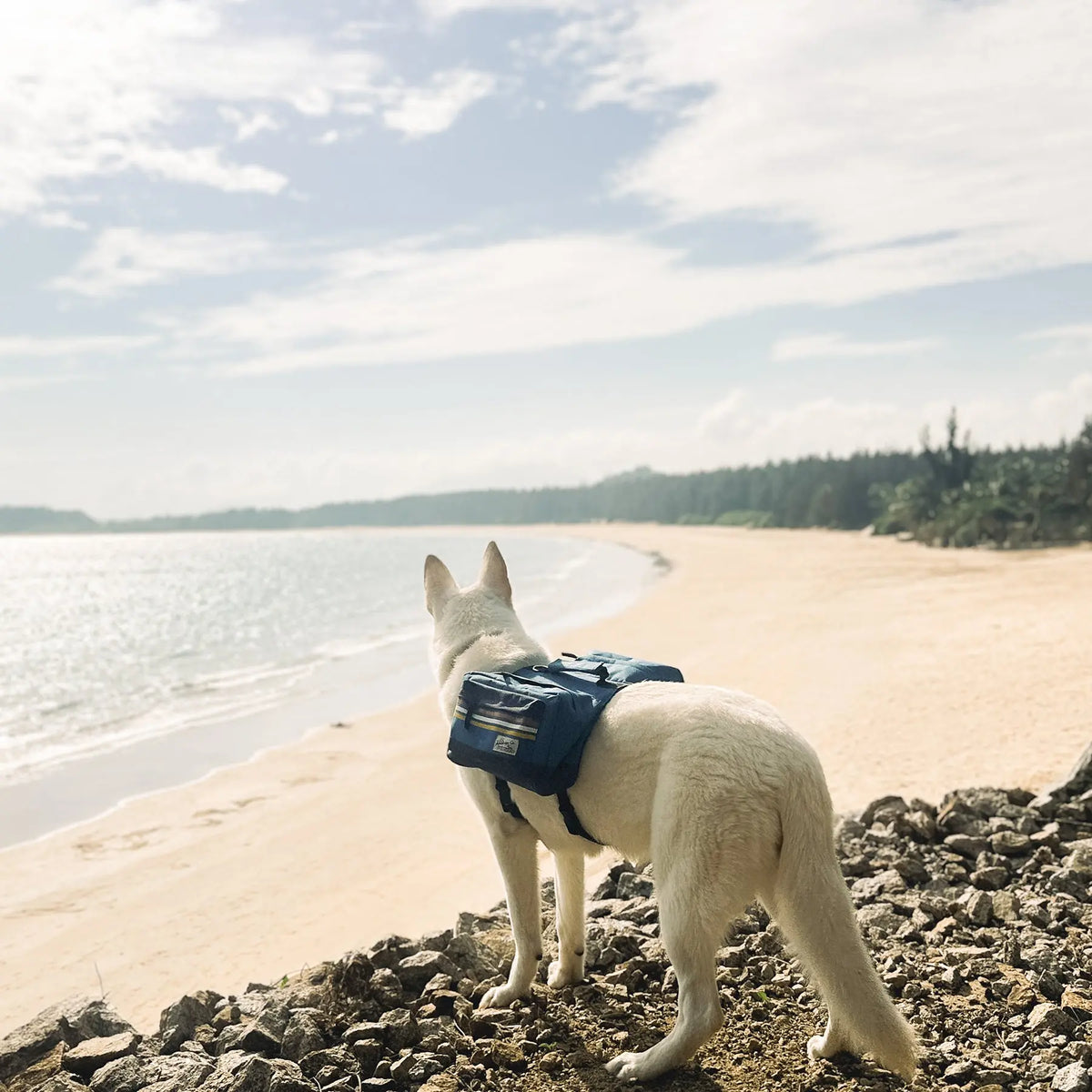 Um cão branco com a Rad to the Bone Dog Adventure Backpack azul sobre rochas acima de uma praia.