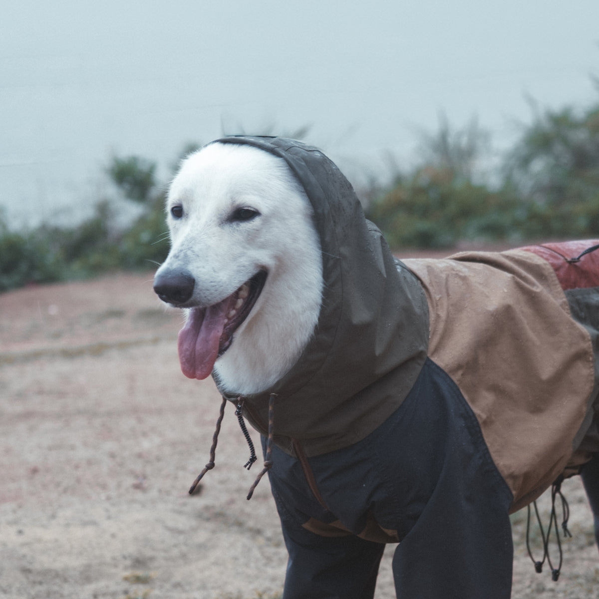 A dog wearing the Horizon Over Mesa rain suit outdoors