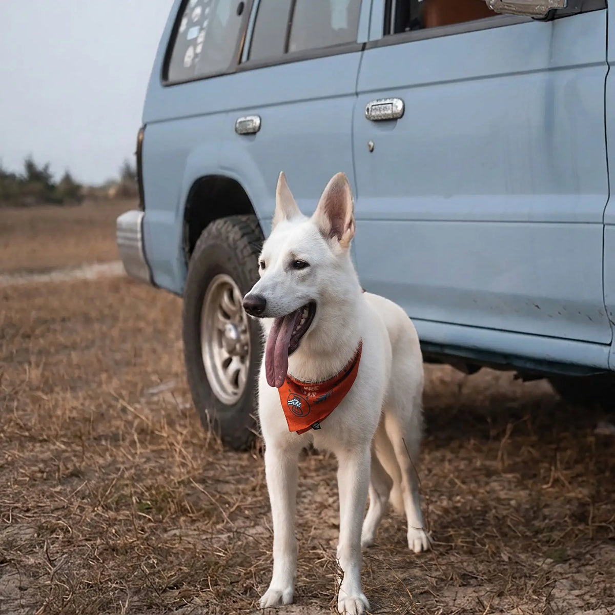 Um cão branco com a Scenic Poop Dog Bandana vermelha junto a um veículo todo-o-terreno azul.