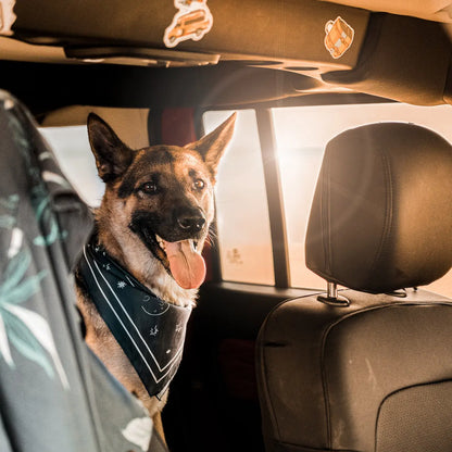 Cão com bandana sentado no banco traseiro de um carro, com a luz do pôr do sol a entrar pela janela, evocando uma viagem panorâmica e aventuras ao ar livre.