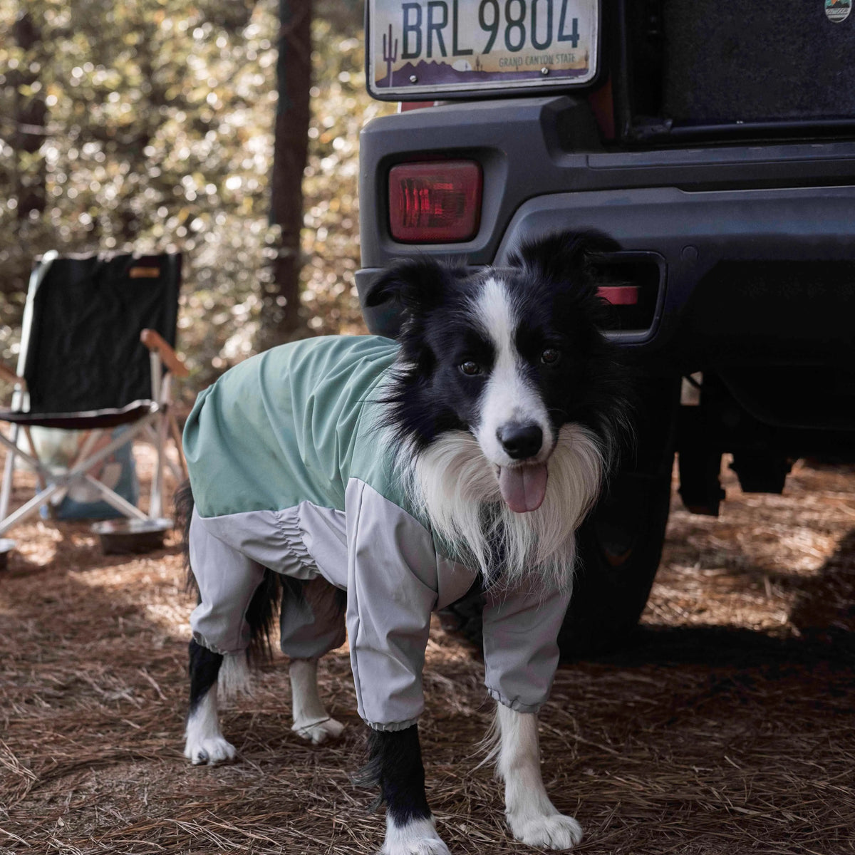 Um cão preto e branco com o Havasu Storm Dog Rain Suit junto a um veículo numa zona de campismo arborizada.