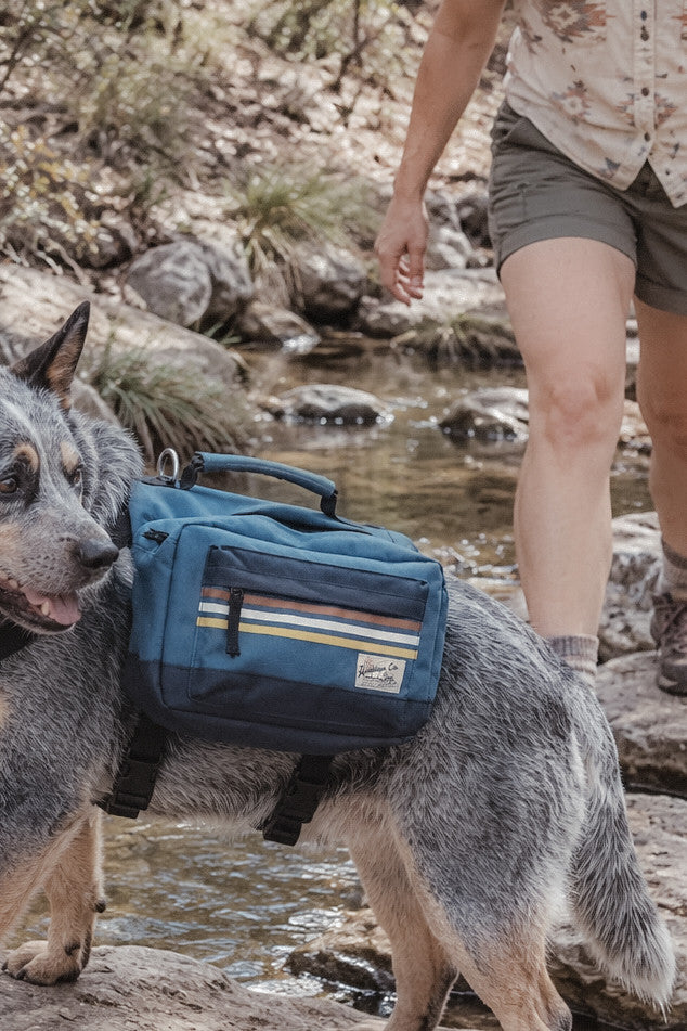 Cão com mochila de caminhada azul junto a um rio rochoso, com uma pessoa por perto
