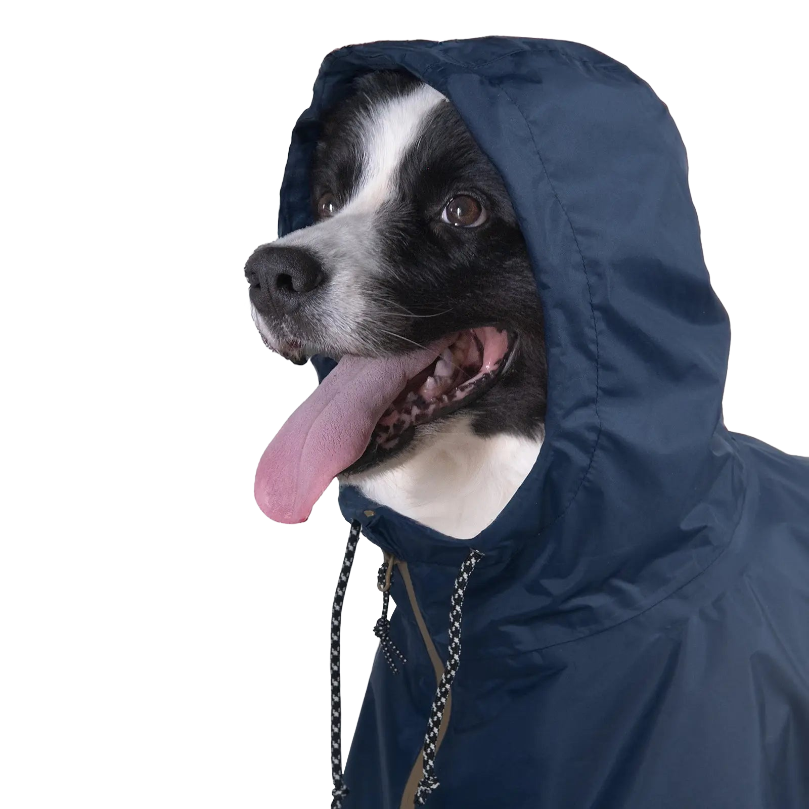Border collie com poncho impermeável Baja Coastline e capuz regulável, que oferece proteção completa contra a chuva e o vento nas explorações ao ar livre.